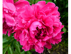 Пион Hei Xiu Qiu (Галактика)