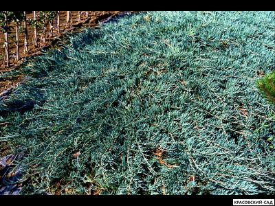Можжевельник Глаука - Glauca
