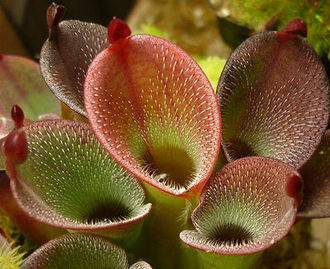 Heliamphora (Гелиамфора)