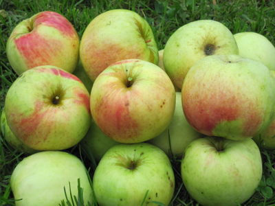 Антоновка десертная (яблоня)