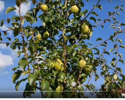 Груша Просто Мария