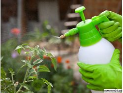 Биофунгициды (от грибка, гнили, болезней)