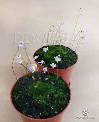 Utricularia Bisquamata