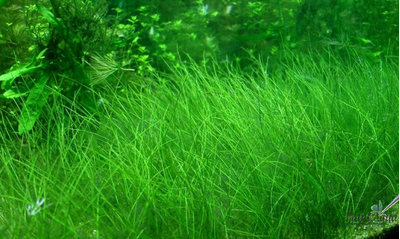 ELEOCHARIS PARVULA/ ЭЛЕОХАРИС ПАРВУЛА (меристемный)