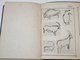 Фомин И.И. Искусство палеолитического периода в Европе. М.: Печатня А.И. Снегиревой, 1912.
