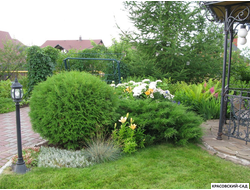 Туя Глобоза на участке - Красовский-Сад.рф