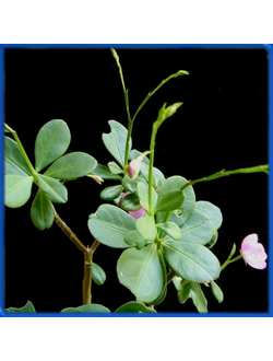 Talinum patens