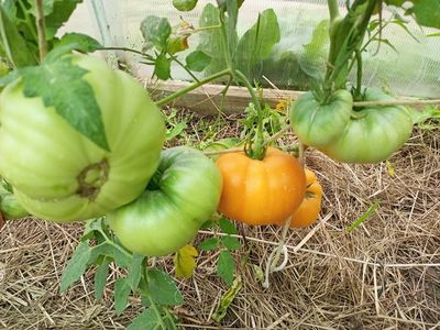 Томат Персики и крем (Peaches and Cream)