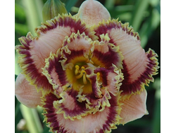 Лилейник Бонибраэ Шарки (Bonibrae Sharky)