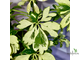 Schefflera Janine / Шеффлера Жанин
