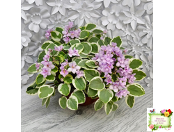 Жемчужный Восторг (Д. Глушакова) листовая химера (пасынок сорт посажен 20.10.25)