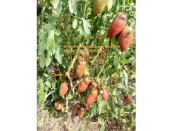 Томат Фиолетовая гордость Весселя (Wessel's Purple Pride)