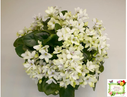 Broadway Star Trail (Селекционер неизвестен) трейлер