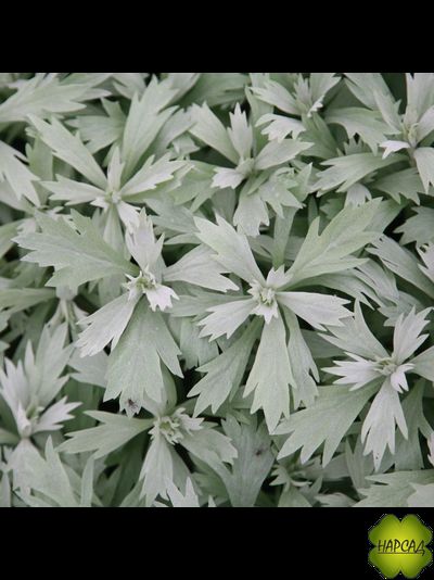 ПОЛЫНЬ ЛЮДОВИКА "VALERIE FINNES"