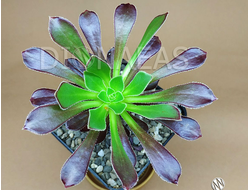 Aeonium Schwarzkopf