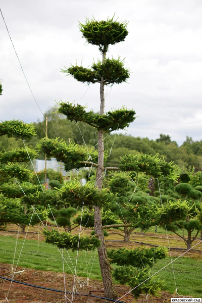 Ниваки - Бонсай садовый Лиственница европейская