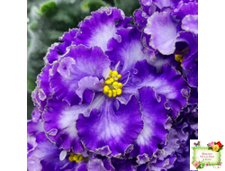 АВ-Озерная Фея (Фиалковод) 2017 г.