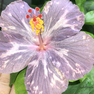 Гибискус NMMA Dracula's Fiancee