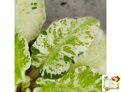 КНН-Крокус химерный спорт по листу