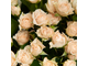 Букет из 11 кремовых кустовых роз