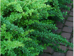 Барбарис Тунберга Green carpet, C2