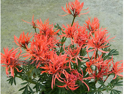 Пеларгония St. Elmos Fire