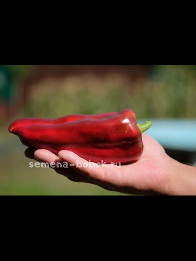 Перец сладкий РИД, 10 шт