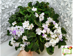 LV-Яночка (Л. Шевелева) 2023 г. трейлер (клакамас с кроновой пестролистностью)