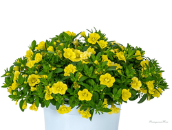 Калибрахоа махровая  Aloha Double Yellow