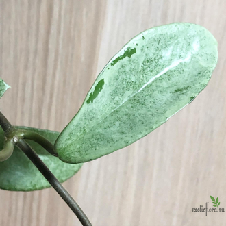 Hoya Carnosa 'Grey ghost'