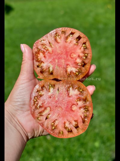 Томат Черное с Носиком от Борисовны, 10 шт