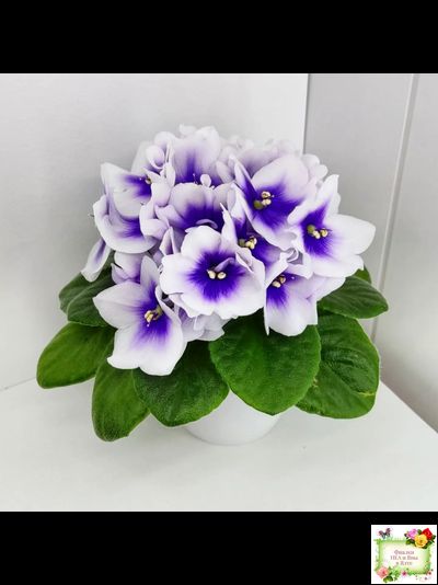 ЛЕ-Мятная Прохлада (Е. Лебецкая) 2019 г.