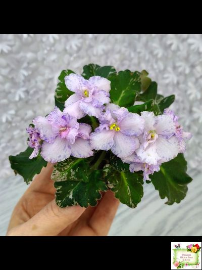 Н-Чехарда (Н. Бердникова) 2020 г. (пестролистный гёрл)