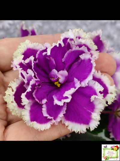 ЕК-Малахитовая Орхидея (Е. Коршунова) 2012 г.