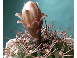 Gymnocalycium rhodantherum VG-223 - 5 семян