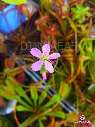 Drosera Capensis Red Leaf