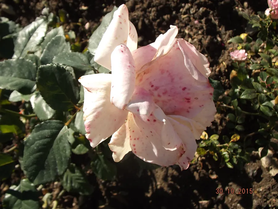 Первоклассница (флорибунда) Селекция НБС