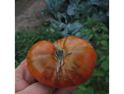 Томат Большой черный и красный кабан (Large Black and Red Boar)