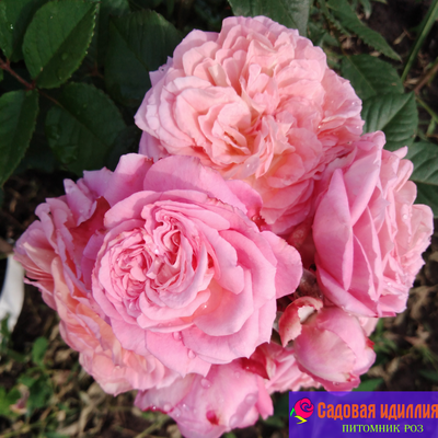 Амаретто (Amaretto)