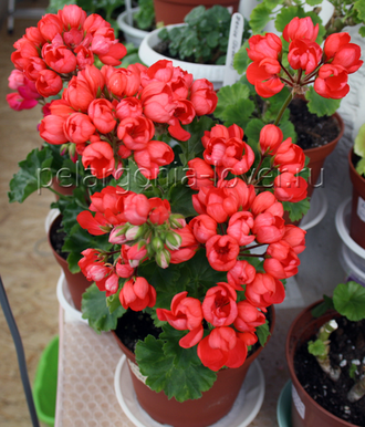 Red Pandora - пеларгония тюльпановидная - описание сорта, фото - купить черенки в Перми и почтой