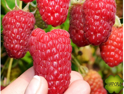 МАЛИНА "СТОЛИЧНАЯ" (ПОЗДНЯЯ, СЛАДКАЯ, БЕСШИПАЯ) саженец 1,5 года