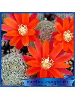 Aylostera heliosa v. theresae KK 1724