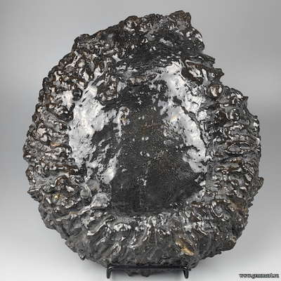 Аммонит, пирит, полированный срез с подставкой. Россия. 290*270*57мм