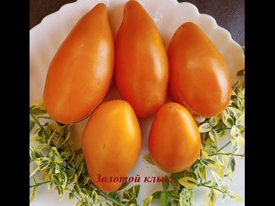 Томат Золотой клык
