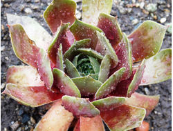 Sempervivum 'BLOOD OF WINTER' - розетка с корнями