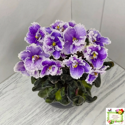 Н-Тет-а-Тет (Н. Бердникова) 2019 г. (лист укоренённый с деткой)