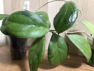 Hoya sp. Borneo EPC-953