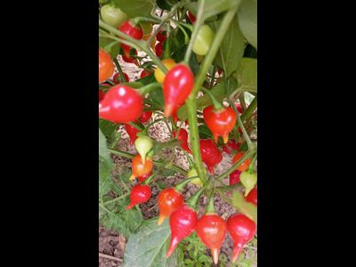 Перец острый Клювик красный (Biquinho)
