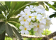 Цветочный воск Франжипани (Plumeria alba) 10г