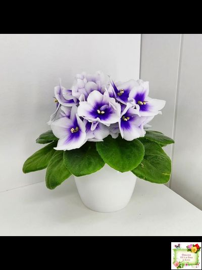 ЛЕ-Мятная Прохлада (Е. Лебецкая) 2019 г.